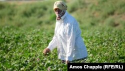 A worker tends to the plants in a cotton field outside Bukhara in August.