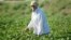 A worker tends to the plants in a cotton field outside Bukhara in August.