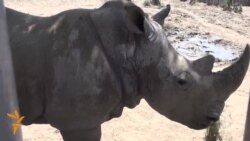 Georgia Mulls New Site For Devastated Tbilisi Zoo