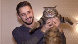 An (Almost) Purr-fect Plan: The Fat-Cat Fraudster On A Russian Flight