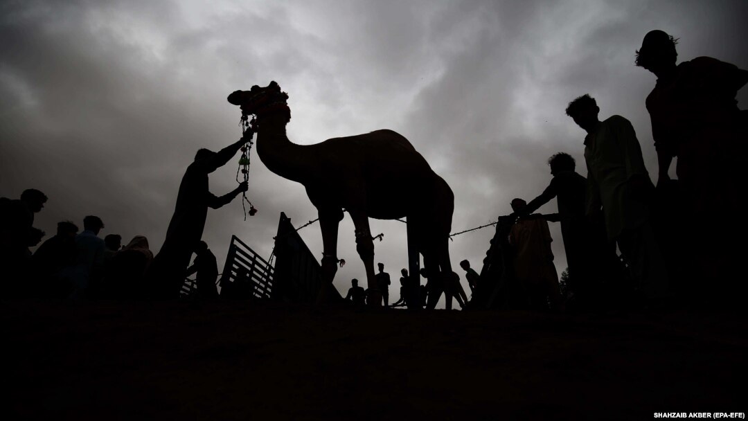 Animals are sacrificed for meat during Eid al-Adha. (file photo)
