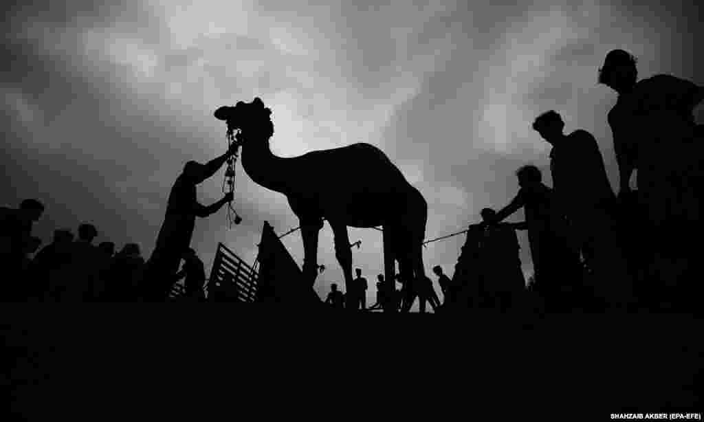 PAKISTAN - Animale de sacrificiu sunt puse în vânzare într-o piață locală de vite, înaintea festivalului musulman Eid Al-Adha, în Karachi, Pakistan. &nbsp;