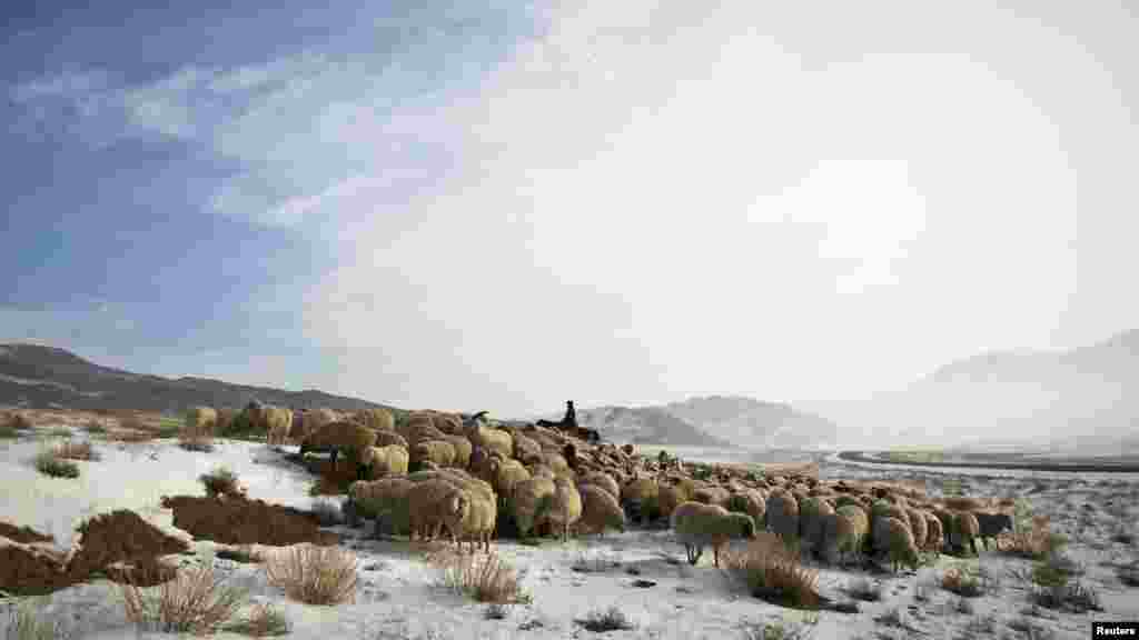 A shepherd tends to a flock of sheep in a wintry steppe near the Chinese border in southeastern Kazakhstan. (Reuters/Shamil Zhumatov)