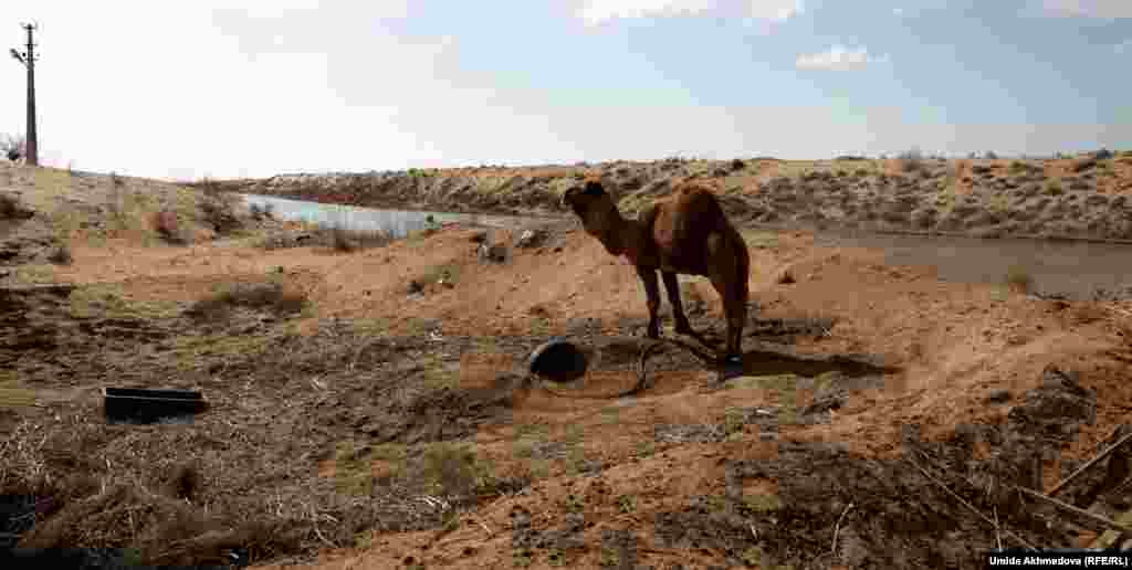 Верблюд во дворе Бибигуль. Казахи селились здесь у берегов Амударьи, у Туркменского канала. Они разводят верблюдов, продают напиток из верблюжьего молока - шубат. Местные узбеки говорят, что шубат, несмотря на дороговизну, становится популярным напитком.