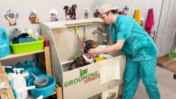 Из журналиста — в грумеры. Как кыргызстанец оставил небезопасную профессию и стал работать с собаками