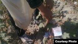 A cotton picker sent RFE/RL this satirical photo of Uzbek money strewn in a cotton field.