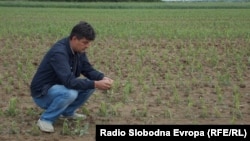 Macedonia - Field sown with maize in Pelagonija.