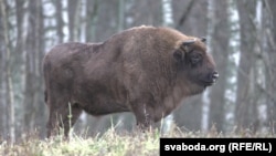 Беларускі зубар. Архіўнае фота