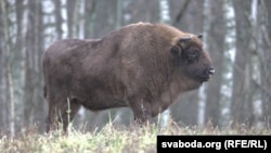 Зубар, архіўны здымак