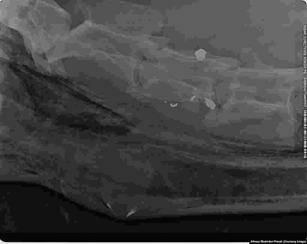 عکس های رادیوگرافی، وجود گلوله در گردن حیوان را نشان می دهد