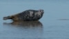 GRAB Unique Caspian Seals See Huge Drop In Numbers