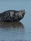 Unique Caspian Seals See Huge Drop In Numbers (Video) Unique Caspian Seals See Huge Drop In Numbers (Video)