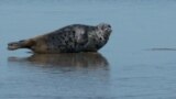 GRAB Unique Caspian Seals See Huge Drop In Numbers