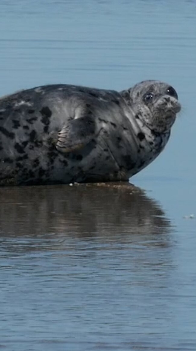 Unique Caspian Seals See Huge Drop In Numbers (Video)