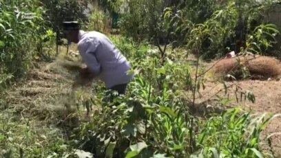 У жителей Гиссара симптомы сибирской язвы