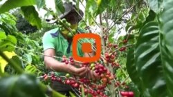 ضربه کرونا به بازار قهوه در کلمبیا