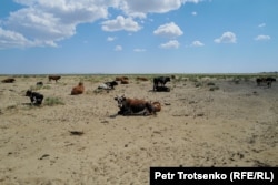 Cows on a steppe that was once the bottom of the Aral Sea