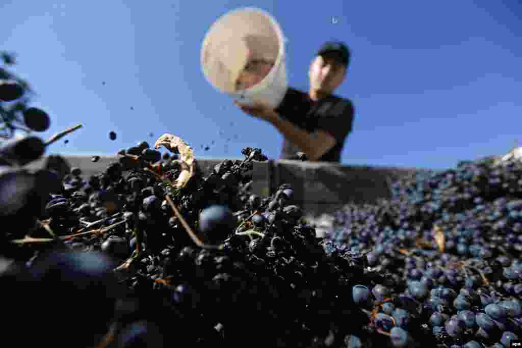 A Georgian villager collects grapes during a harvest near the village of Vazisubani. (epa/Zurab Kurtsikidze)