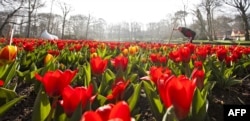 Следующей жертвой российских "антисанкций" могут стать цветы из Нидерландов