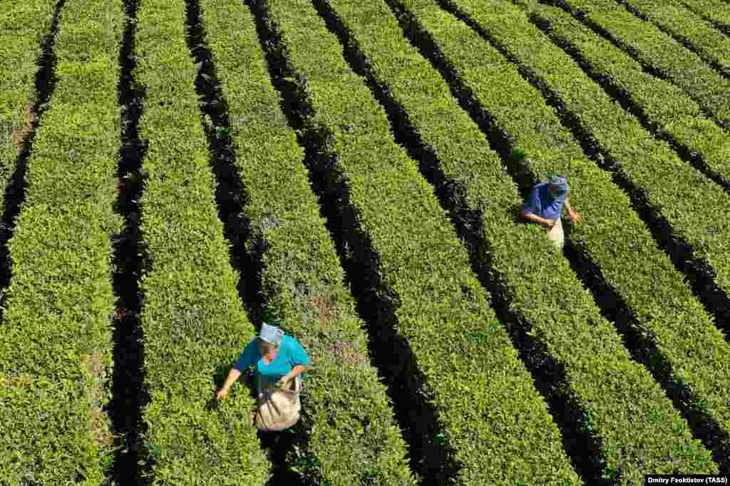 Tea pickers at work on the plantations of a local tea company in the village of Solokhaul outside Sochi, Russia. (TASS/Dmitry Feoktistov)