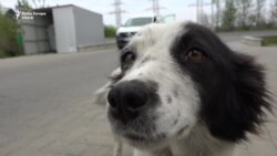 Serviciu de urgenţă pentru animale fără adăpost