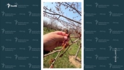 Трамп: “Кубани олиш мен учун шараф”