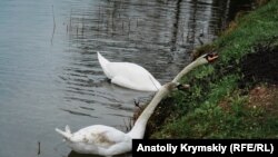 Гагаринский парк в Симферополе