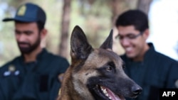 A classic non-cloned sniffer dog in Tehran