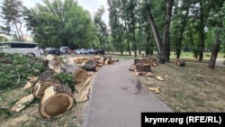 Спиленные деревья в парке у Дворца культуры профсоюзов в Симферополе. Симферополь, Украина, 30 июня 2025 года
