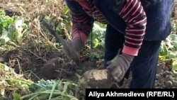 В Туркменистане сахарную свеклу выращивают преимущественно в Марыйском и Балканском велаятах страны.