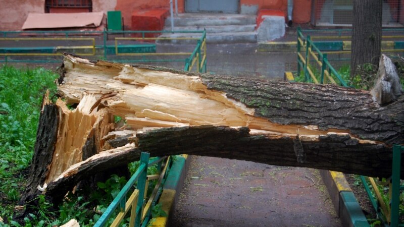В «Бишкекзеленхозе» заявили, что оплатят лечение пострадавшему от падения дерева ребенку