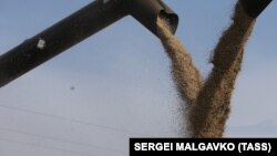 Експерти пояснюють: велика кількість українського зерна, яка дешевша, ніж зерно, вироблене в ЄС, опинилася в країнах Центральної Європи, вдаривши по цінах і продажах у місцевих фермерів