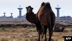 Верблюд на фоне инфраструктуры космодрома Байконур. 9 октября 2018 года.