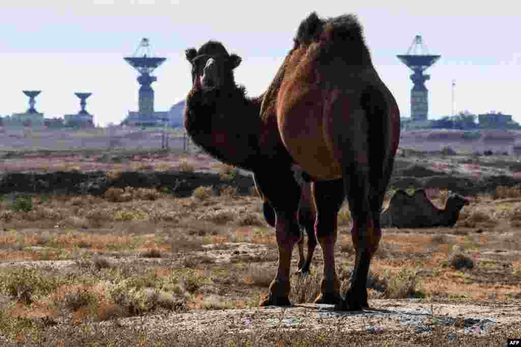 A camel is pictured in front of the Saturn tracking complex at the Russia-leased Baikonur Cosmodrome in Kazakhstan on October 9.