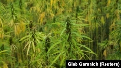 Bimë të marihuanës. Fotografi ilustruese. 
