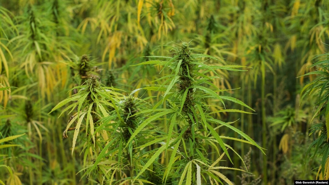 Planta de canabis