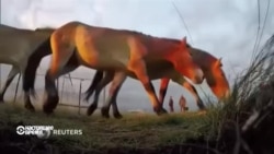 Путин выпустил на волю шестерых лошадей Пржевальского (видео)
