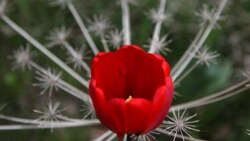 Продолжение политики: о тюльпанах