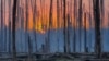 Серебрянский лес в Луганской области весной 2024 года