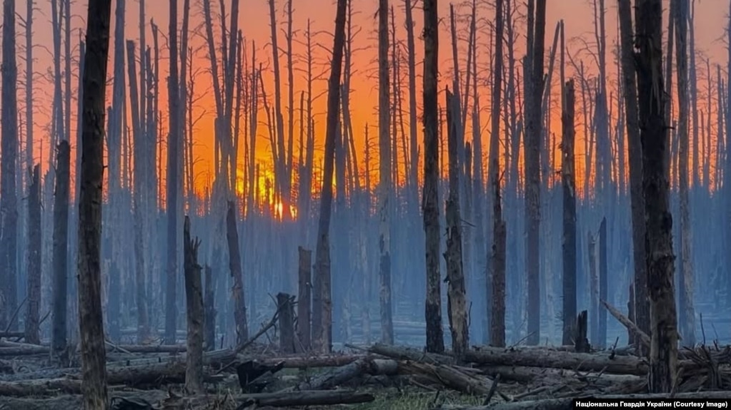 Серебрянский лес в Луганской области весной 2024 года