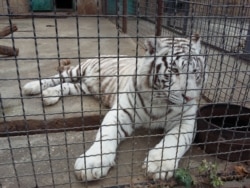 Амурский тигр в сафари-парке