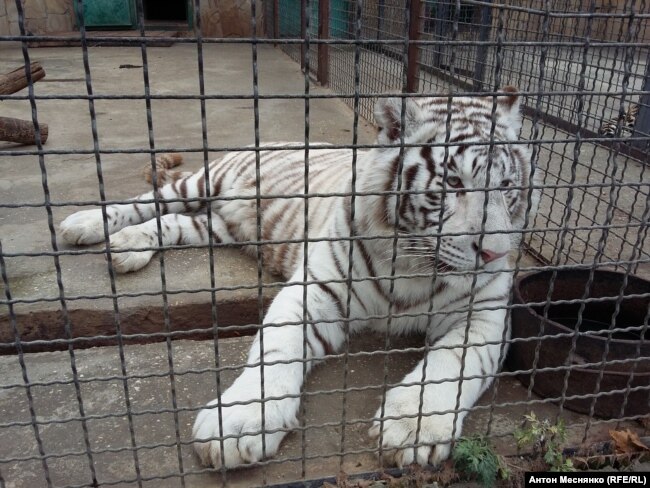 Амурский тигр в сафари-парке