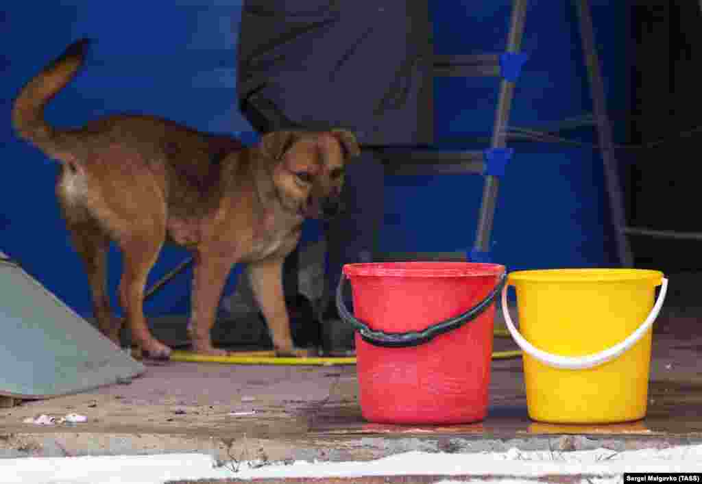 Собака біля ємності для води в підсобному приміщенні будинку в селі Клинівка Сімферопольського району