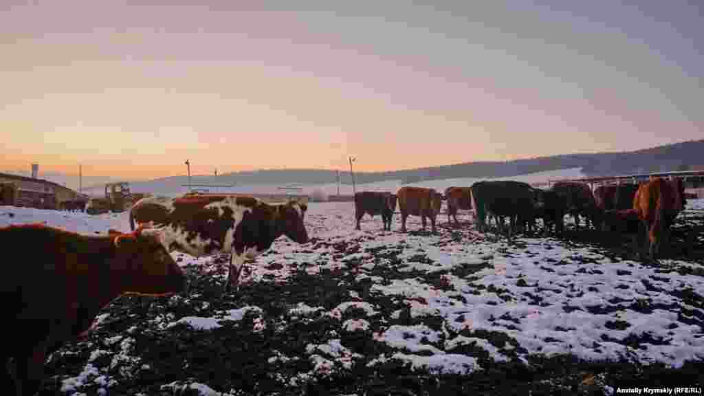 Коров&#39;яче стадо з фермерського господарства &laquo;Едем&raquo; в урочищі Червоних печер, також відомому як Кизил-Коба