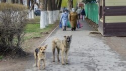 Бездомные собаки на одной из центральных улиц города. Уральск, 18 апреля 2020 года.