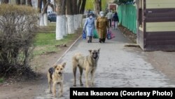 Бездомные собаки на одной из центральных улиц города. Уральск, 18 апреля 2020 года.