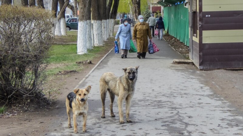 На улицах Ейска могут оказаться полторы сотни бездомных собак