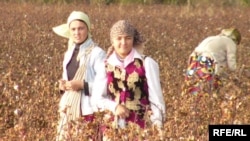 Teenage girls pick up cotton in the Bukhara region.