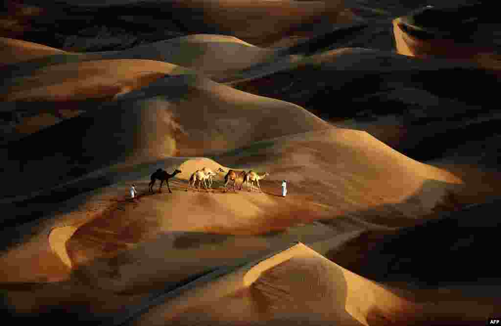 Tribesmen lead their camels through the sand dunes of the Liwa desert in the United Arab Emirates. (AFP/Karim Sahib)