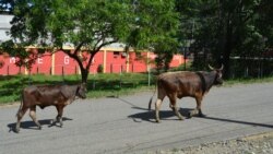 Сустрэча на гарадзкой дарозе